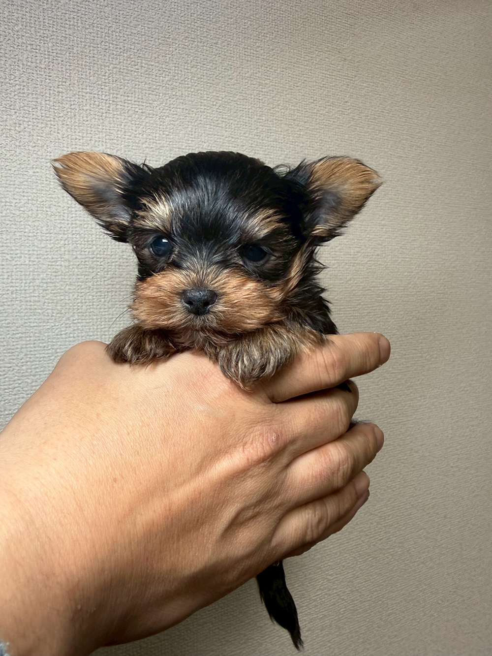 らんちゃんべびー男の子