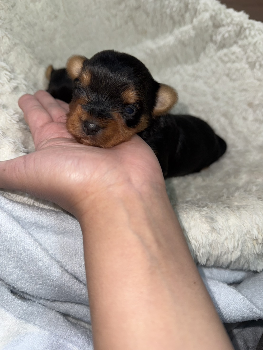 きゅーちゃんべびー長男