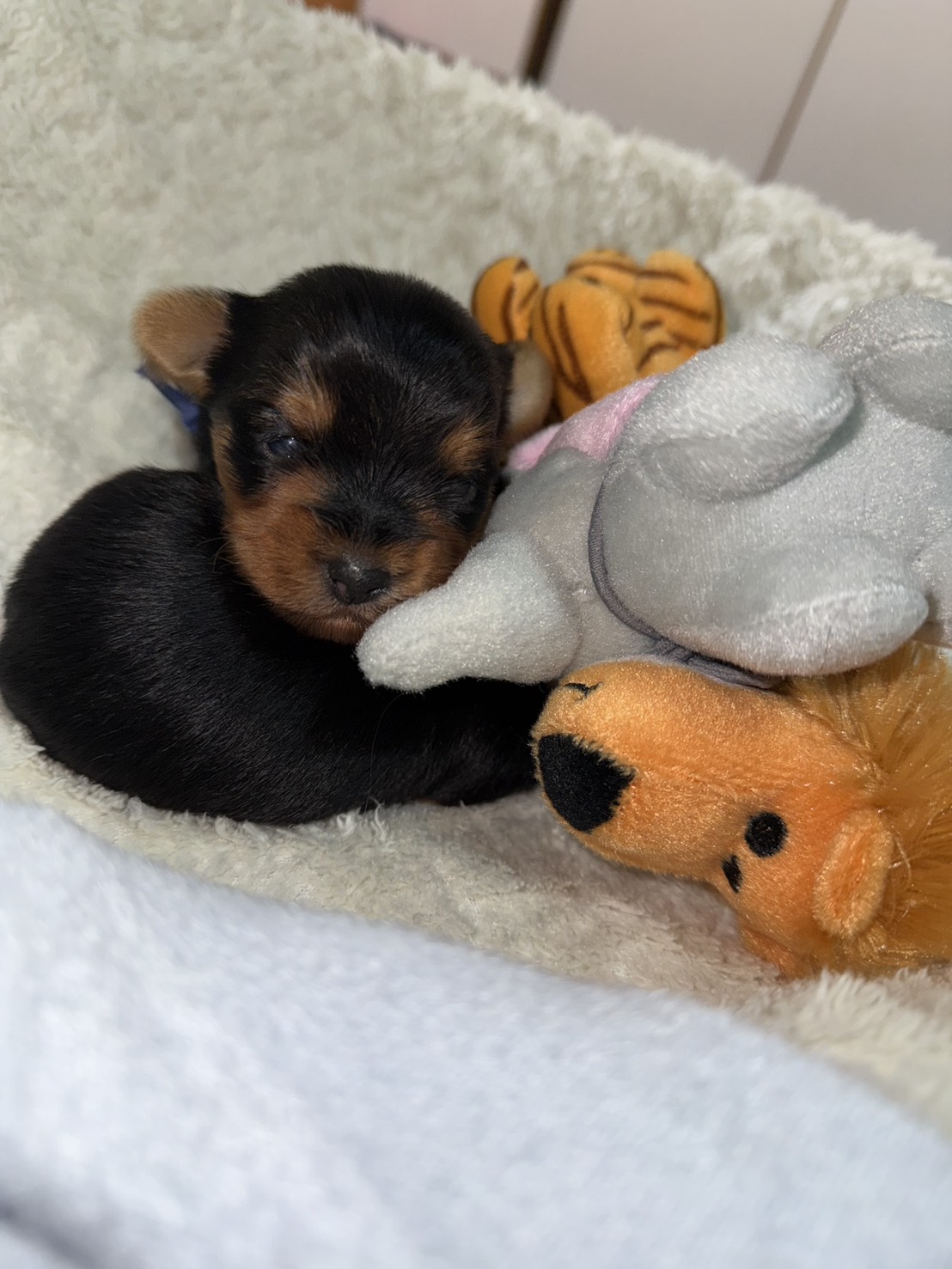 きゅーちゃんべびー次男