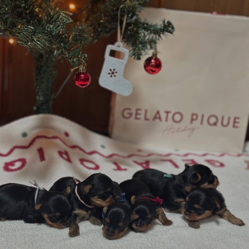 #メリークリスマス