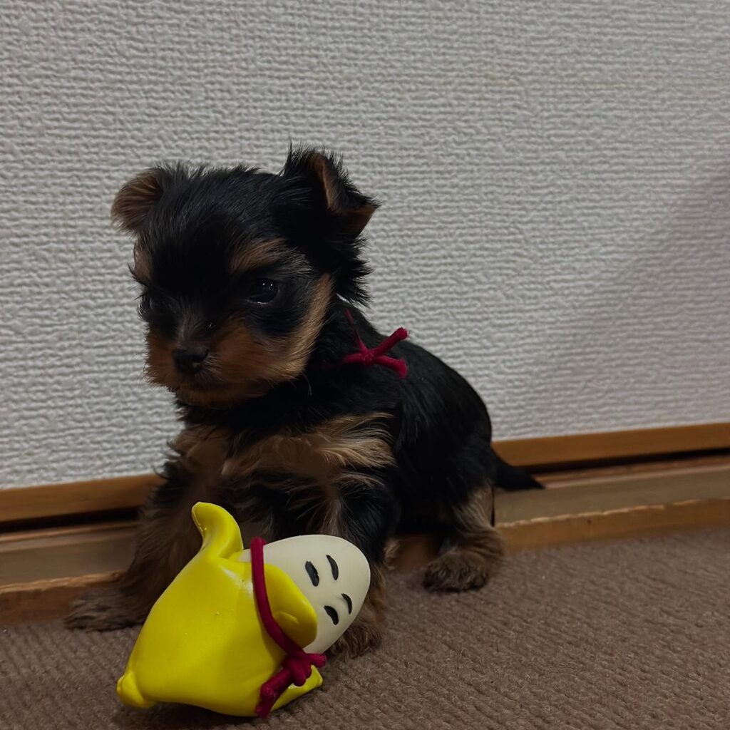 #成長記録