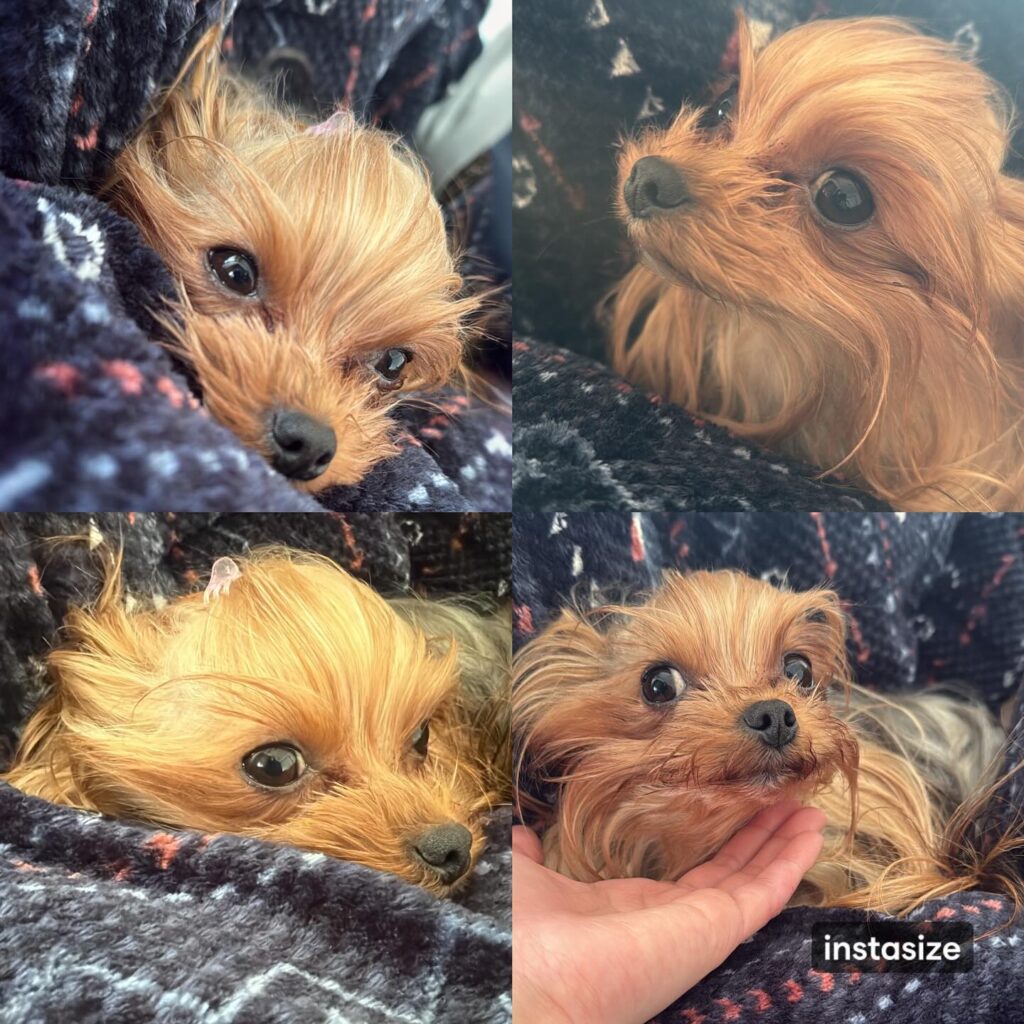 #ヨークシャーテリア