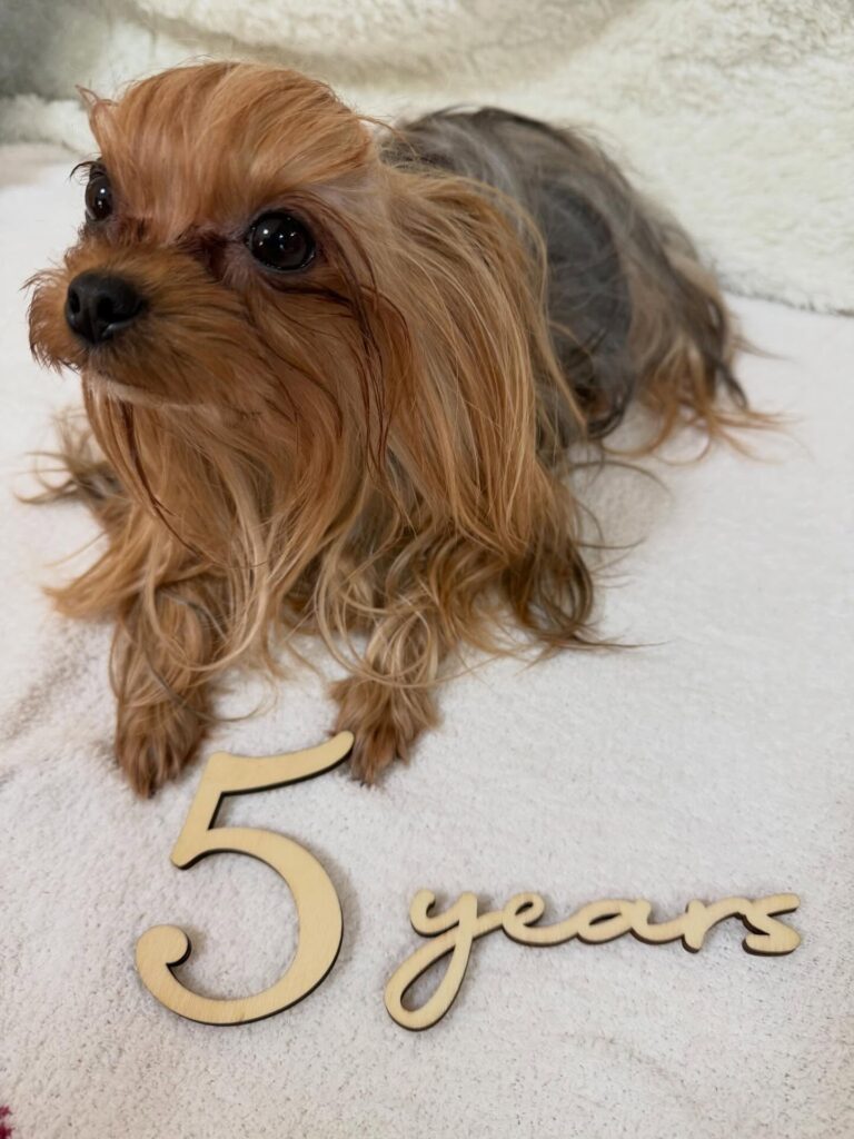 #きゅーちゃん誕生日