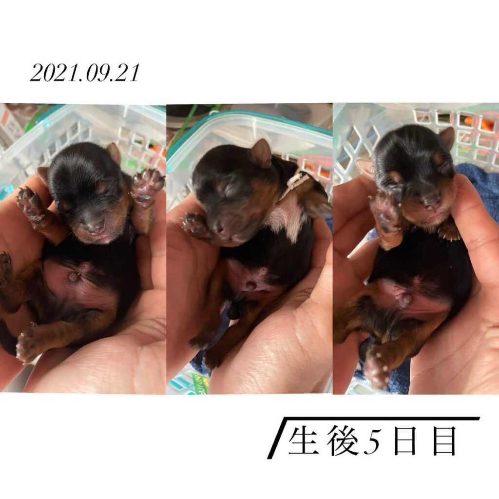 #ヨーキー