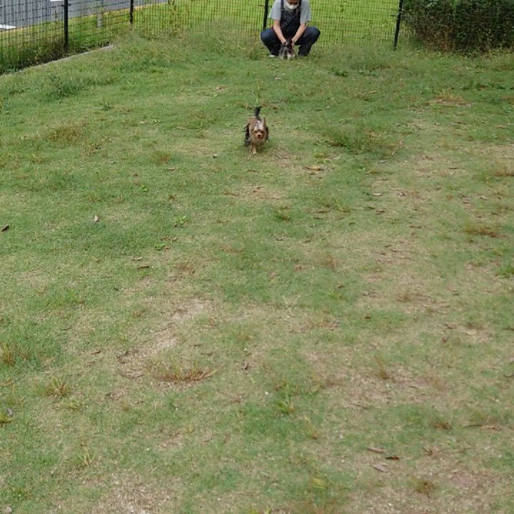 #ヨーキー