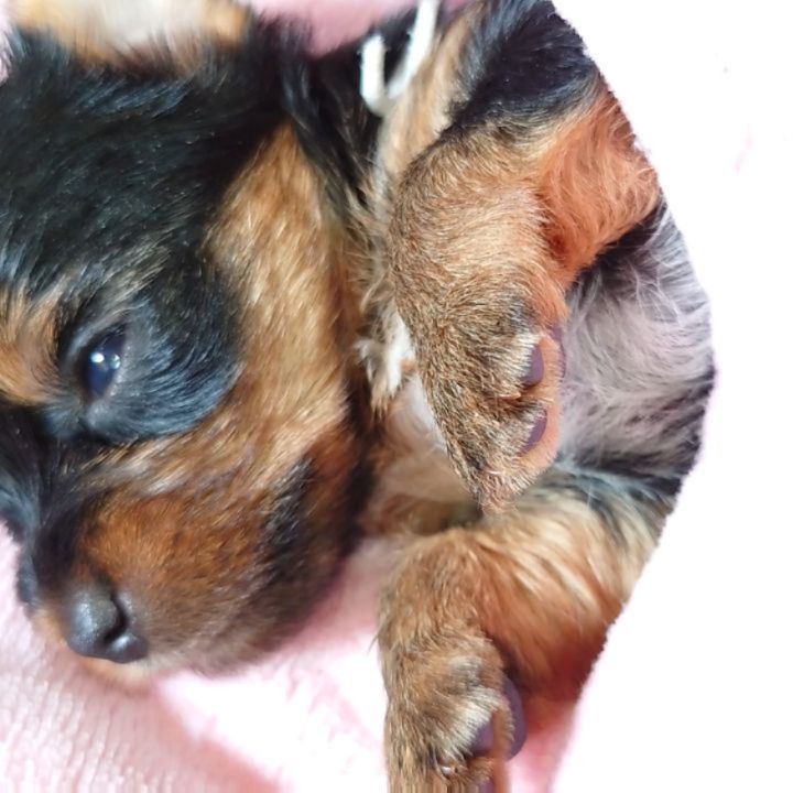 #生後26日目