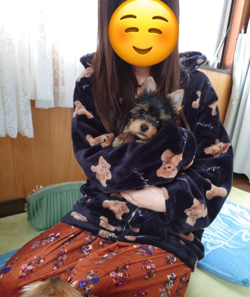 #生後71日目#成長記録#ヨーキー#ヨークシャテリア#子犬#ヨーキーパピー#ヨークシャテリアパピー#長男#新しいご家族が決まりました#ティア君#幸せになってね#20211127