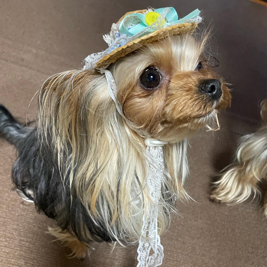 ###ヨークシャーテリア#ヨーキー#親子#夏先取り#麦わら帽子#麦わら帽子犬#マリーゴールド#おうちじかん
