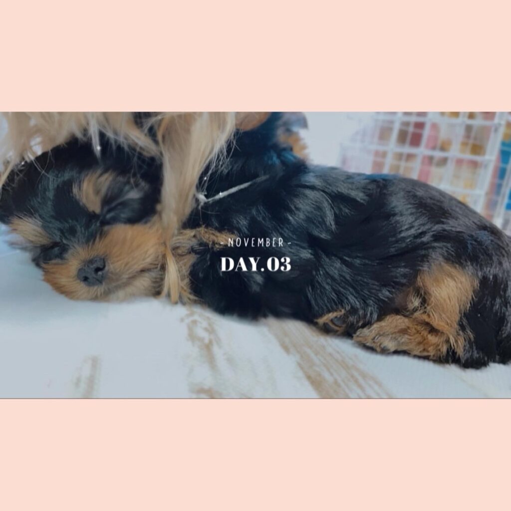 #生後47日目