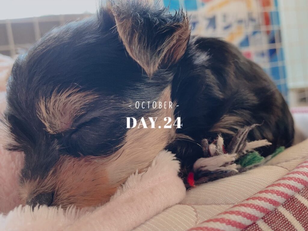 #生後37日目