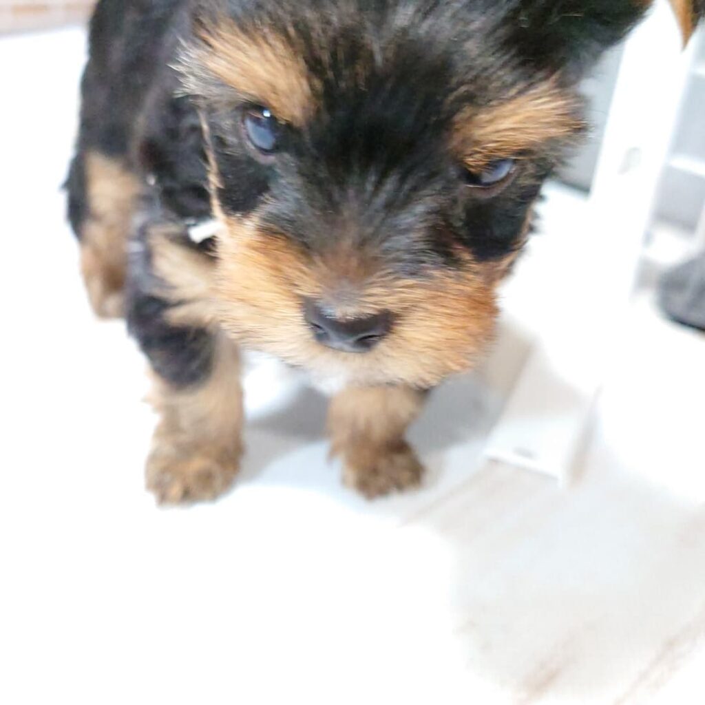 #生後41日目