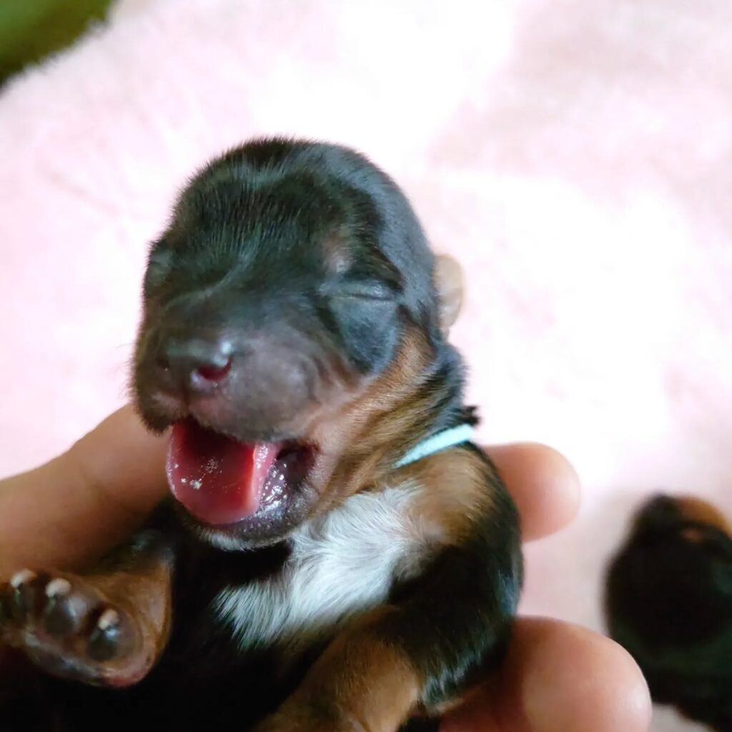 #ヨークシャーテリア子犬