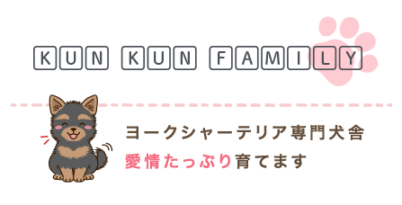 Kunkun family ヨークシャーテリア専門ブリーダー 愛情たっぷり育てます