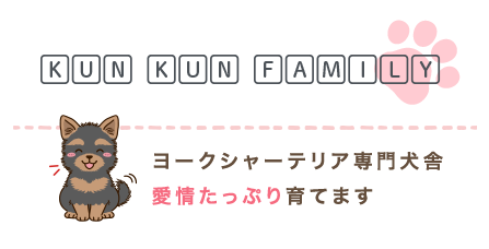 Kunkun family ヨークシャーテリア専門ブリーダー 愛情たっぷり育てます