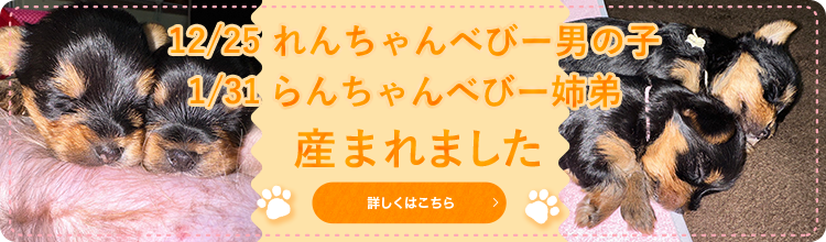 12/20きゅーちゃんベビー兄弟産まれました