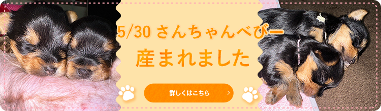 5/30さんちゃんべびー産まれました