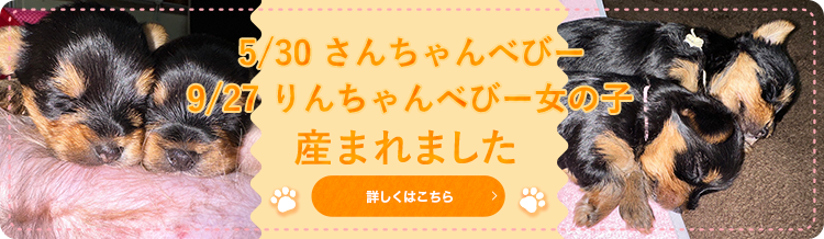 5/30さんちゃんべびー、9/27りんちゃんべびー女の子産まれました
