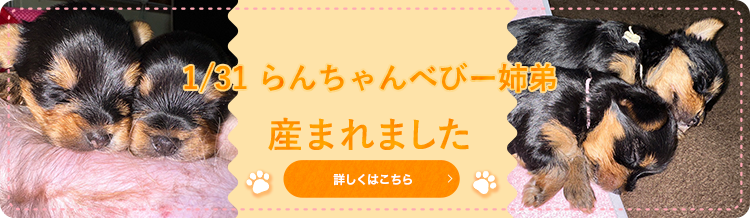 12/20きゅーちゃんベビー兄弟産まれました