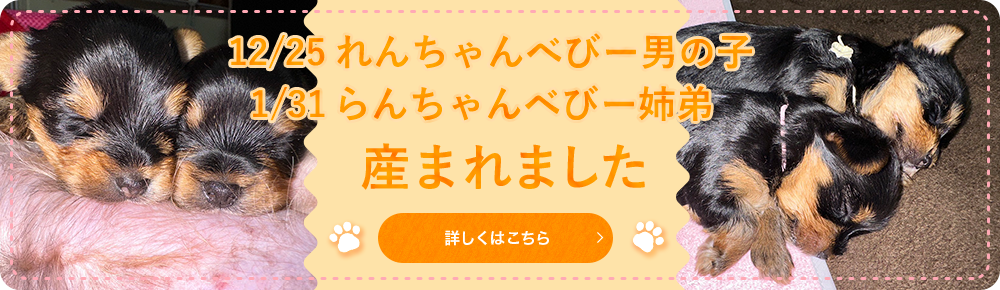 12/20きゅーちゃんベビー兄弟産まれました
