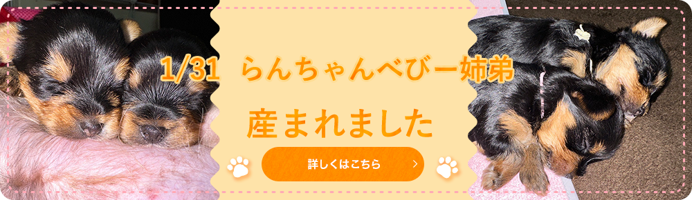 12/20きゅーちゃんベビー兄弟産まれました