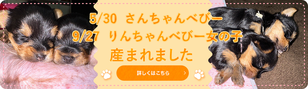 5/30さんちゃんべびー、9/27りんちゃんべびー女の子産まれました